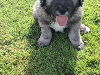 IKC Registered Caucasian Shepherd Dog